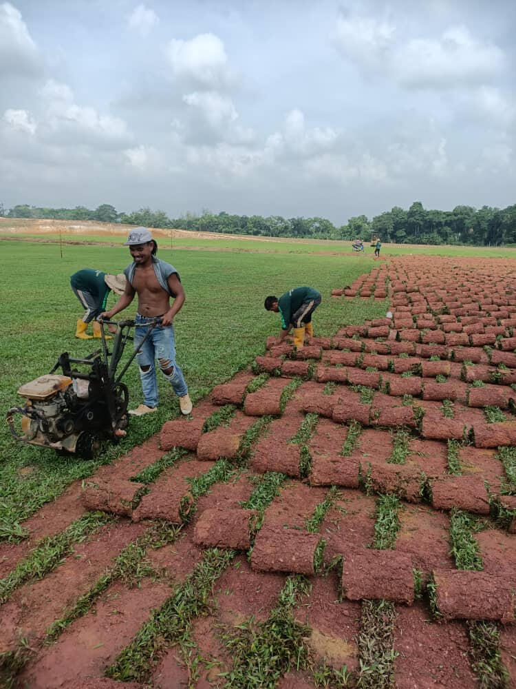 Supply Grass